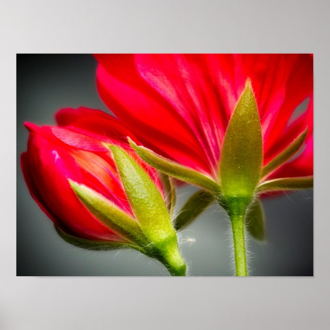 Nära upp vindrutergonet från blomens baksida poster (Framsidan)