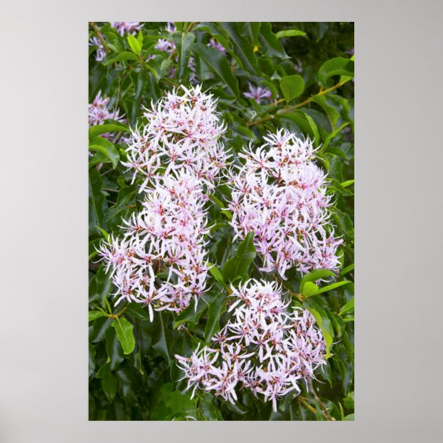 Nära upp-vy över Kap-kastanj Poster (Framsidan)