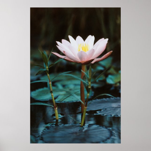 Nära vy över Vatten Lily vid Inle Sjö Poster (Framsidan)