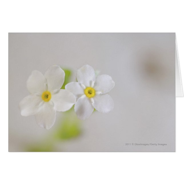 Närbild av blommor hälsningskort (Framsidan Horizontal)