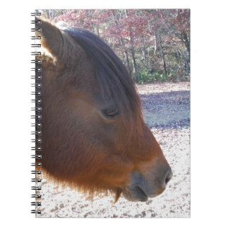 Närbild av brun häst, Liten brun ponny Anteckningsbok Med Spiral