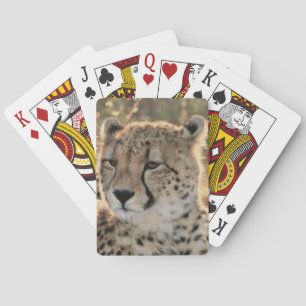Närbild av Cheetahs Casinokort