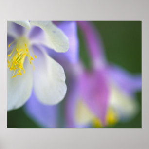 Närbild av Colorado Columbine-blomma. Poster