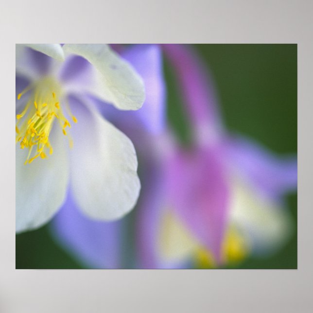Närbild av Colorado Columbine-blomma. Poster (Framsidan)
