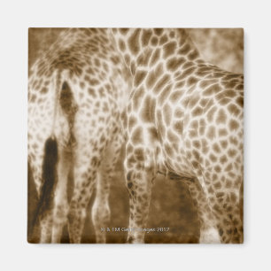 Närbild av den södra giraffKruger nationalparken Magnet
