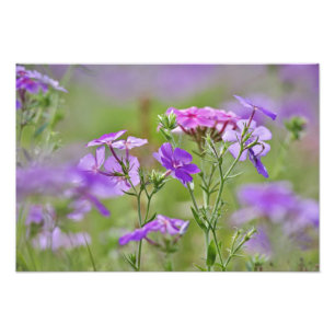 Närbild av Drummond Phlox, Phlox drummondi, 2 Fototryck