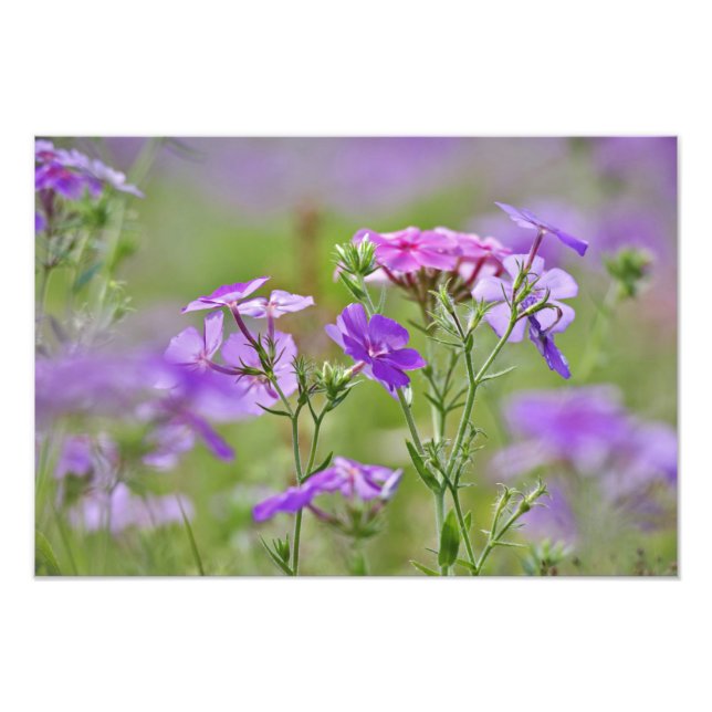 Närbild av Drummond Phlox, Phlox drummondi, 2 Fototryck (Framsidan)