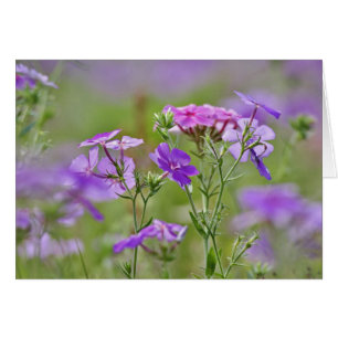 Närbild av Drummond Phlox, Phlox drummondi, 2 Hälsningskort