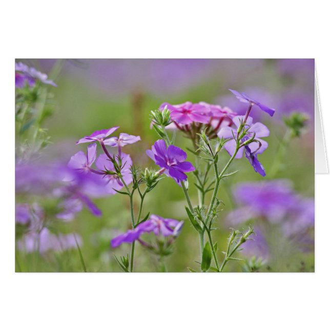 Närbild av Drummond Phlox, Phlox drummondi, 2 Hälsningskort (Framsidan Horizontal)