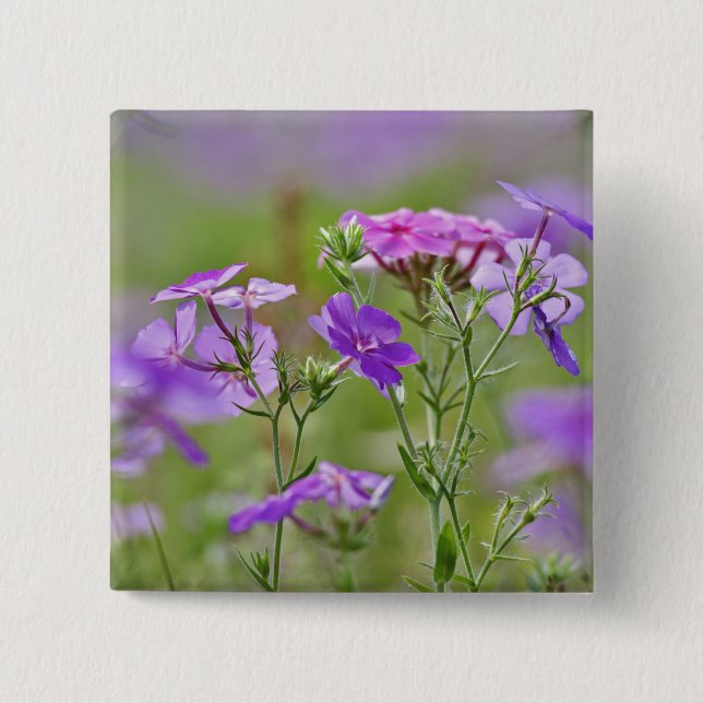 Närbild av Drummond Phlox, Phlox drummondi, 2 Knapp (Framsida)