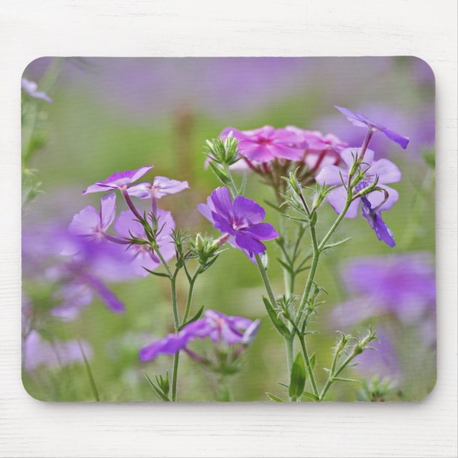 Närbild av Drummond Phlox, Phlox drummondi, 2 Musmatta (Framsidan)