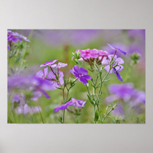 Närbild av Drummond Phlox, Phlox drummondi, 2 Poster