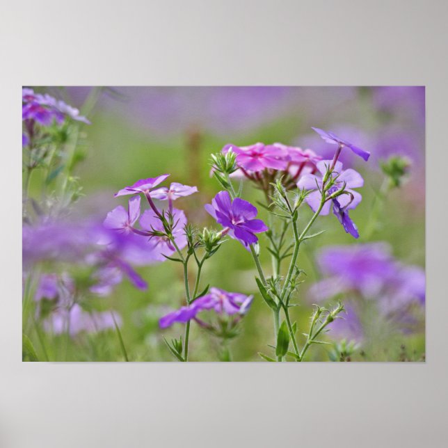 Närbild av Drummond Phlox, Phlox drummondi, 2 Poster (Framsidan)