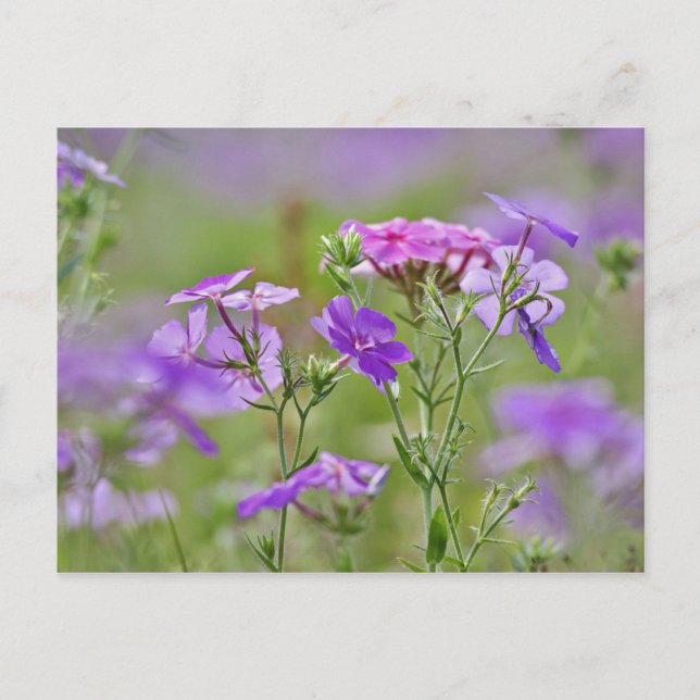 Närbild av Drummond Phlox, Phlox drummondi, 2 Vykort (Framsida)