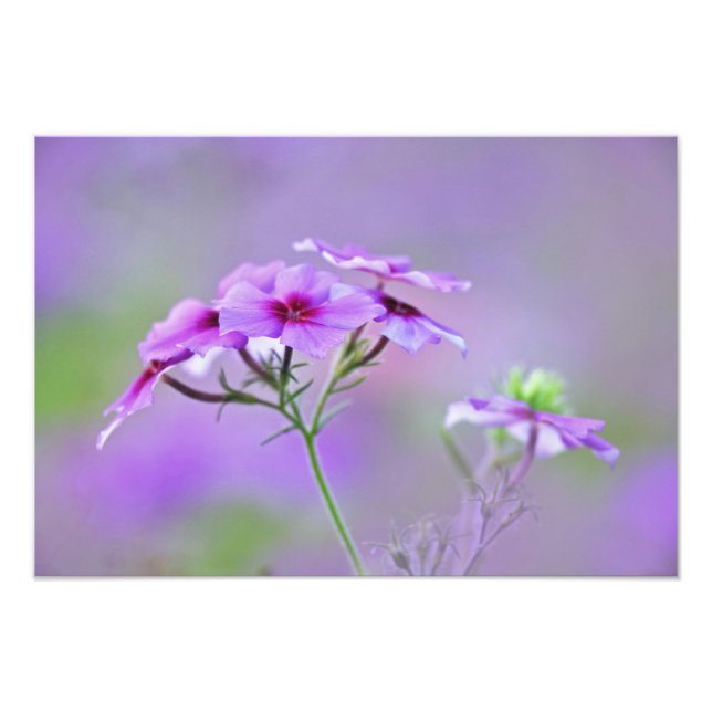 Närbild av Drummond Phlox, Phlox drummondi, Fototryck (Framsidan)