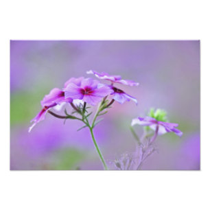 Närbild av Drummond Phlox, Phlox drummondi, Fototryck