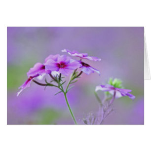 Närbild av Drummond Phlox, Phlox drummondi, Hälsningskort