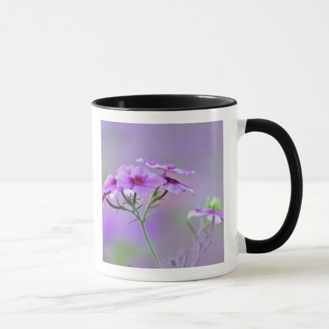 Närbild av Drummond Phlox, Phlox drummondi, Mugg (Höger)