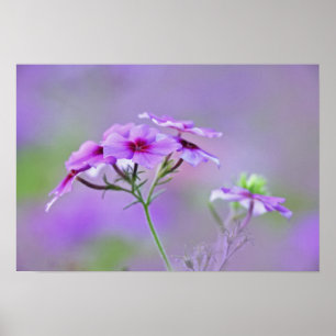 Närbild av Drummond Phlox, Phlox drummondi, Poster