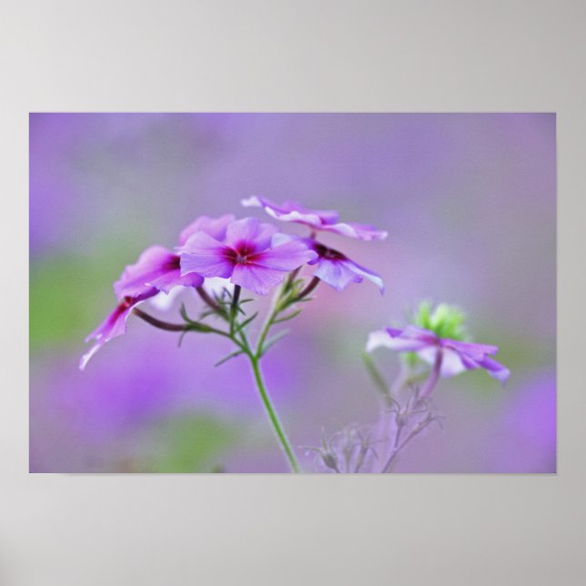 Närbild av Drummond Phlox, Phlox drummondi, Poster (Framsidan)
