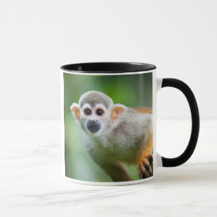 Närbild av en allmänningekorreapa mugg