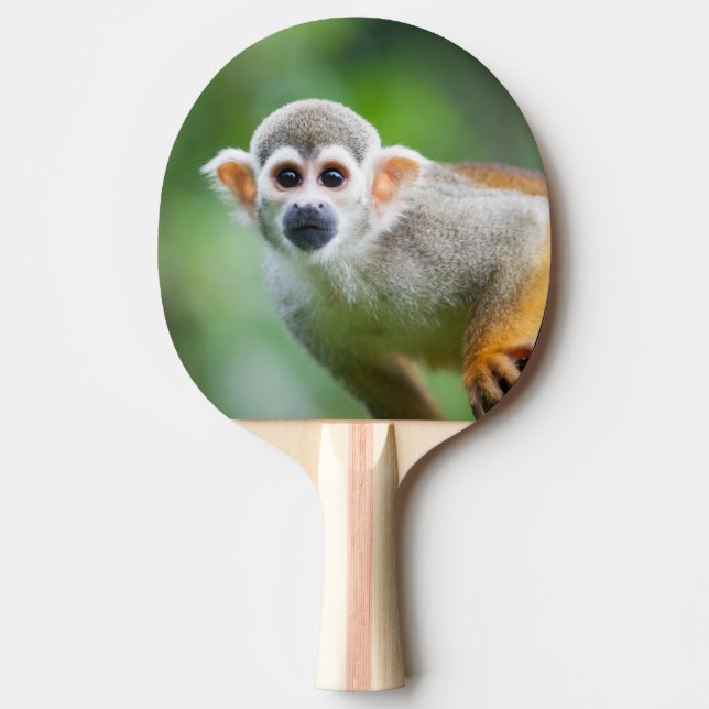 Närbild av en allmänningekorreapa pingisracket (Framsidan)