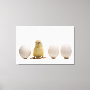 Närbild av en bebischick med tre ägg canvastryck