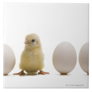Närbild av en bebischick med tre ägg kakelplatta