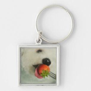 Närbild av en Bichon Frise som äter en jordgubbe Fyrkantig Silverfärgad Nyckelring