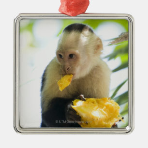 Närbild av en capuchinapa som äter en frukt julgransprydnad metall