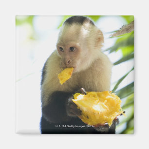 Närbild av en capuchinapa som äter en frukt magnet