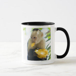 Närbild av en capuchinapa som äter en frukt mugg
