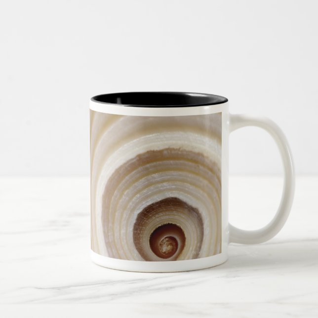 Närbild av en djur snäcka Två-Tonad mugg (Höger)