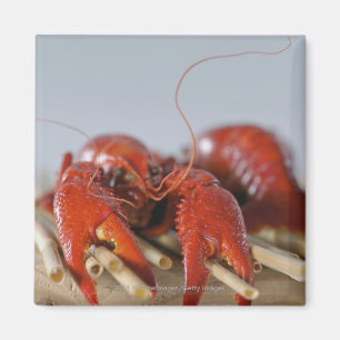 Närbild av en krabba på pinnar magnet