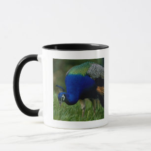 Närbild av en påfågel mugg