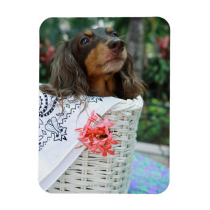 Närbild av en taxhundsitta i en basket magnet