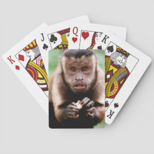 Närbild av encapped capuchinapa spel kort