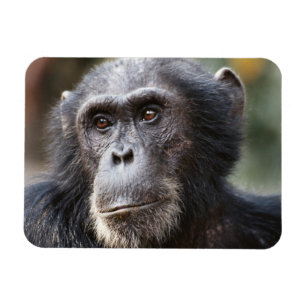 Närbild av han-chimpans magnet