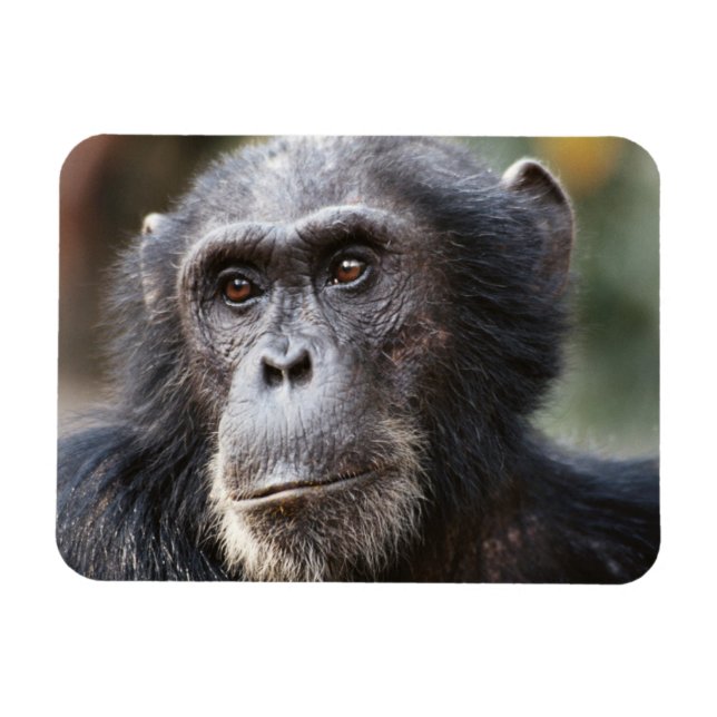 Närbild av han-chimpans magnet (Horisontell)
