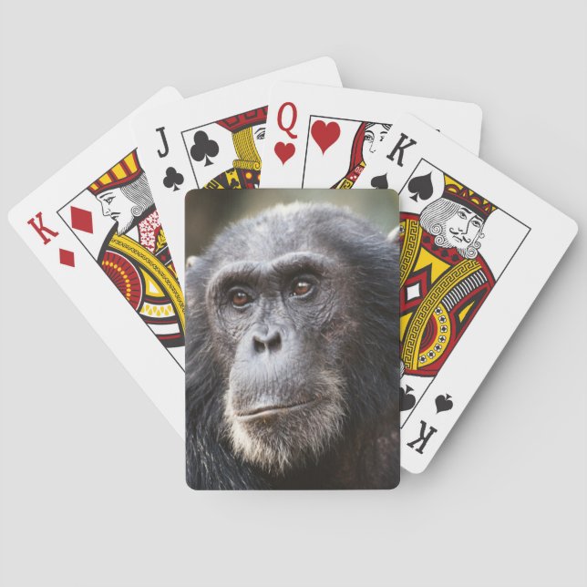 Närbild av han-chimpans spelkort (Baksidan)