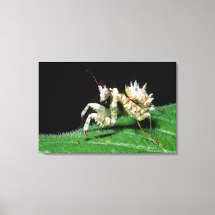 Närbild av Hottentot Mantis Canvastryck