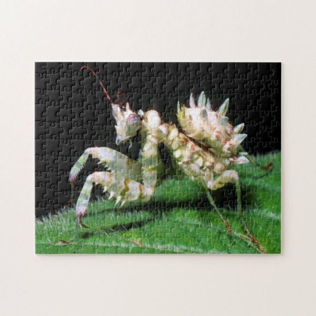 Närbild av Hottentot Mantis Pussel (Horisontell)