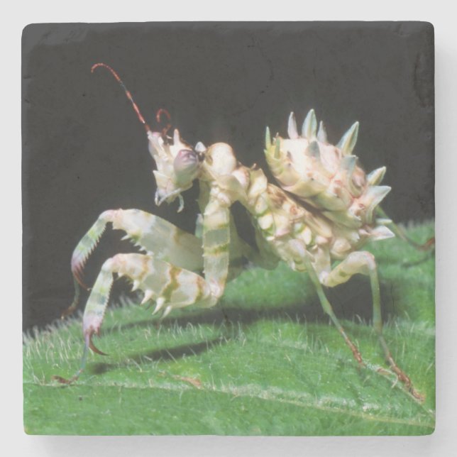 Närbild av Hottentot Mantis Stenunderlägg (Framsidan)