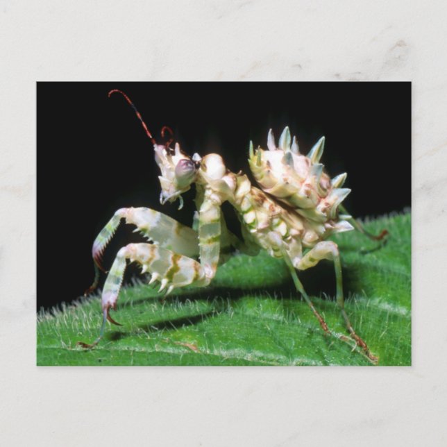 Närbild av Hottentot Mantis Vykort (Framsida)