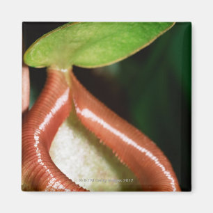 Närbild av kannaväxten magnet