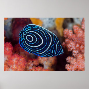 Närbild av kejsarängelfisk poster