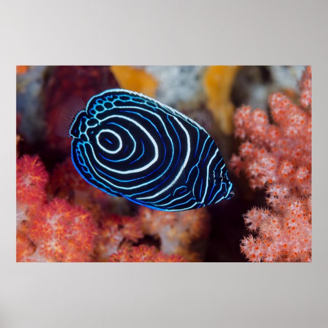 Närbild av kejsarängelfisk poster (Framsidan)