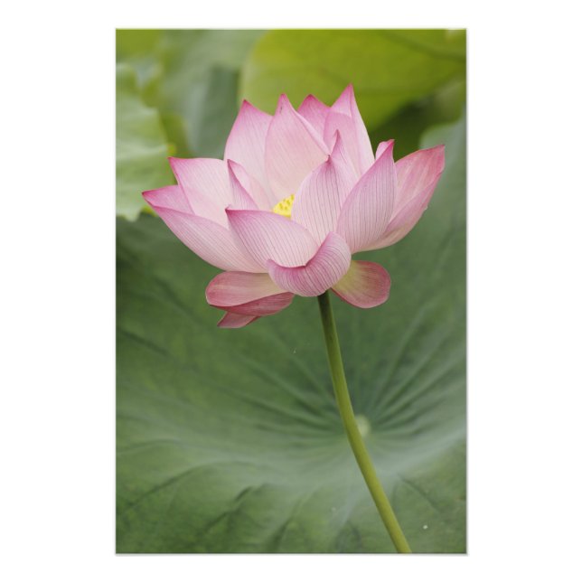 Närbild av lotusblomma, Nelumbo nucifera), Fototryck (Framsidan)