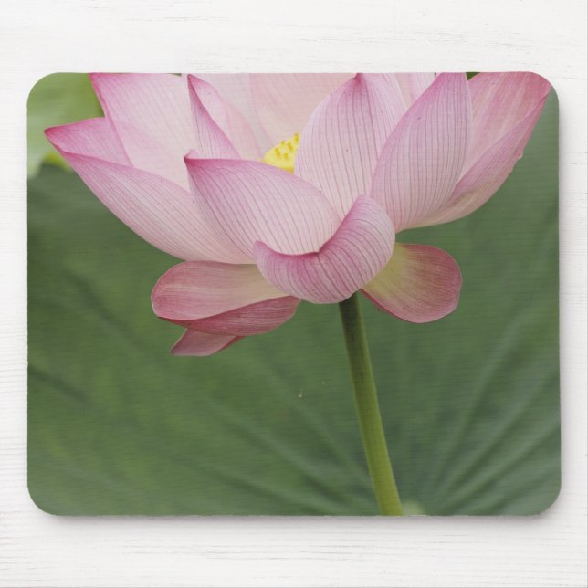 Närbild av Lotusblomma, Nelumbo nucifera), Musmatta (Framsidan)