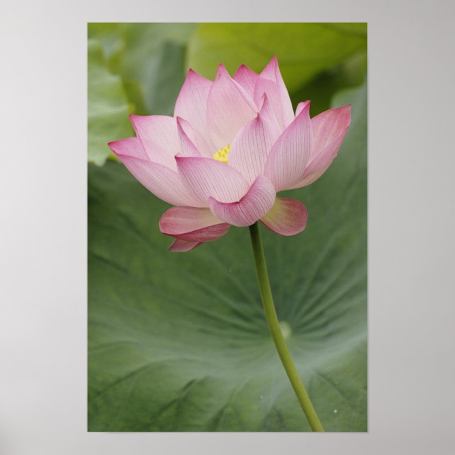 Närbild av Lotusblomma, Nelumbo nucifera), Poster (Framsidan)